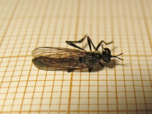 Dioctria hyalipennis