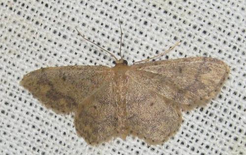 Idaea subsaturata