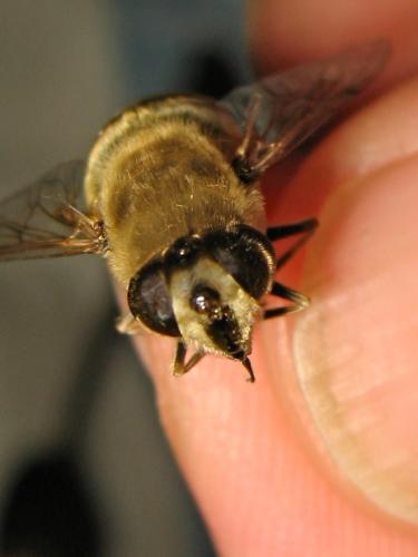 Réf. 188 053 : Eristalis tenax