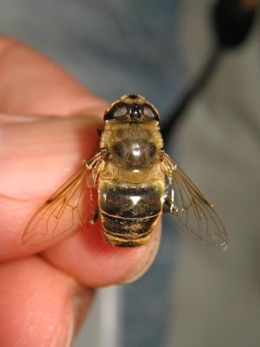 Eristalis tenax