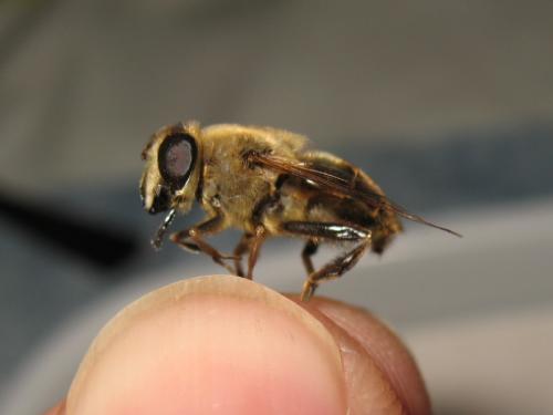Eristalis tenax