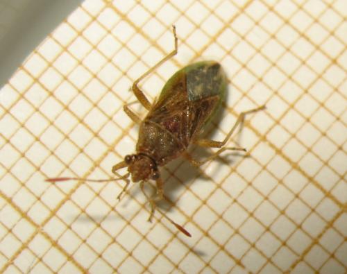 Rhopalus sp.