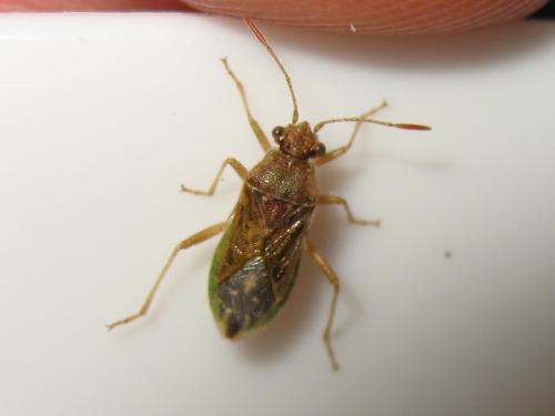 Réf. 188 121 : Rhopalus sp.