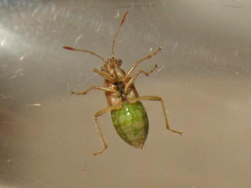 Réf. 188 122 : Rhopalus sp.