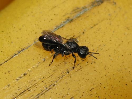 Crossocerus sp.