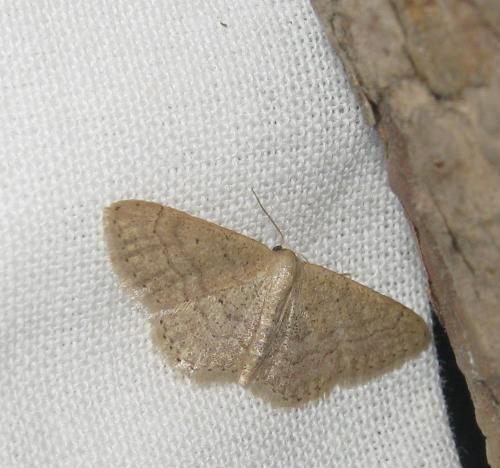 Idaea obsoletaria
