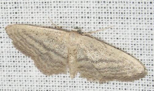 Réf. 188 665 : Idaea mediaria