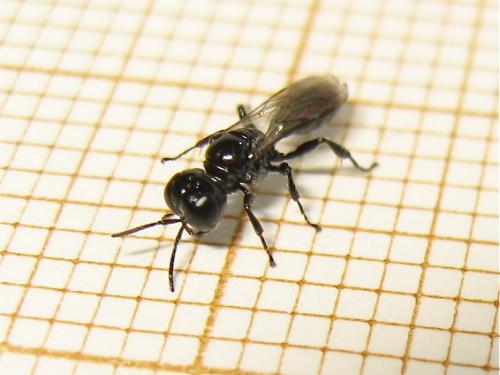 Réf. 188 129 : Crossocerus sp.