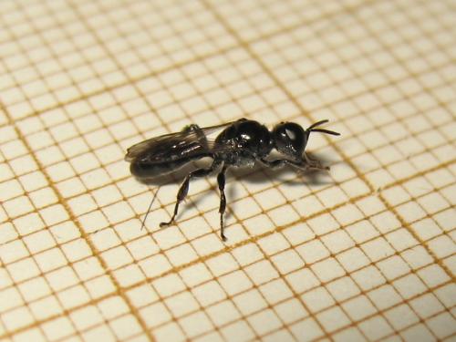 Réf. 188 130 : Crossocerus sp.
