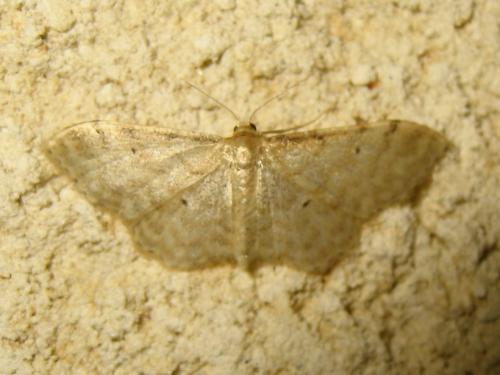 Réf. 188 233 : Idaea fuscovenosa