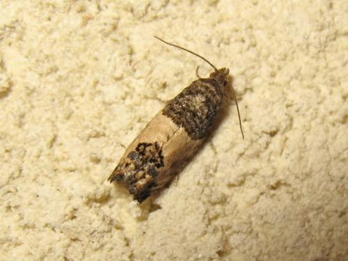 Réf. 188 882 : Spilonota ocellana