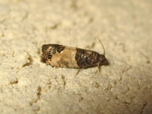 Réf. 188 877 : Spilonota ocellana