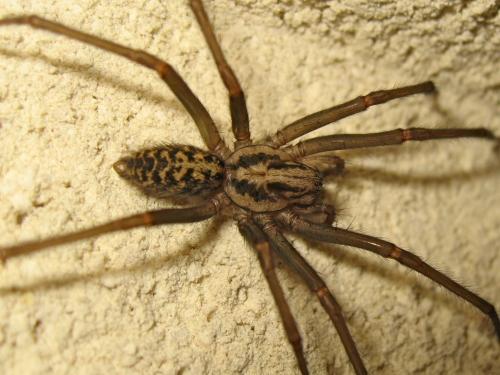 Eratigena atrica