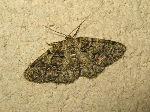 Cleorodes lichenaria