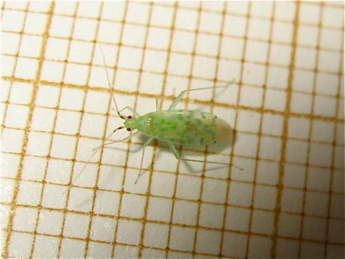 Malacocoris chlorizans