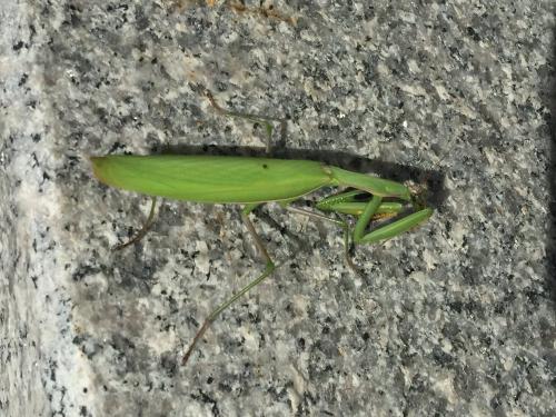 Réf. 188 893 : Mantis religiosa