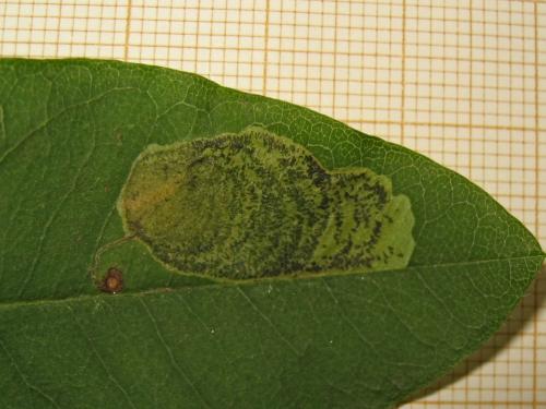 Leucoptera laburnella
