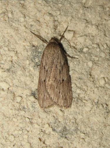Pachycnemia hippocastanaria