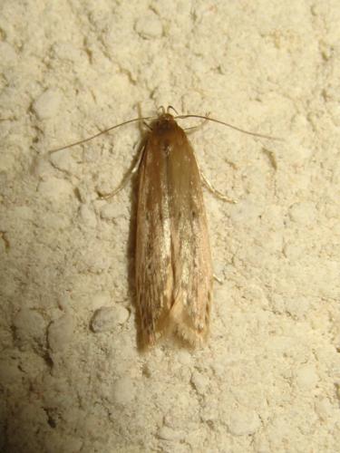Limnaecia phragmitella