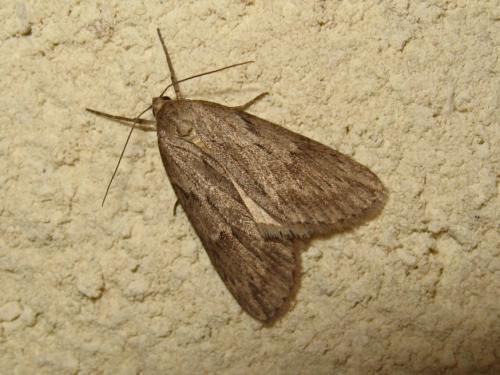 Pachycnemia hippocastanaria