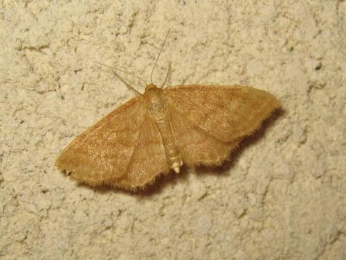 Réf. 188 965 : Idaea ochrata