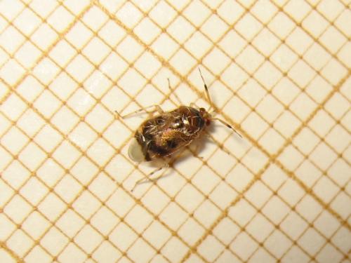 Deraeocoris lutescens
