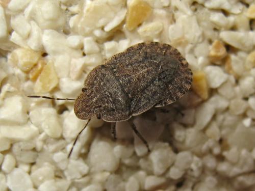 Sciocoris homalonotus