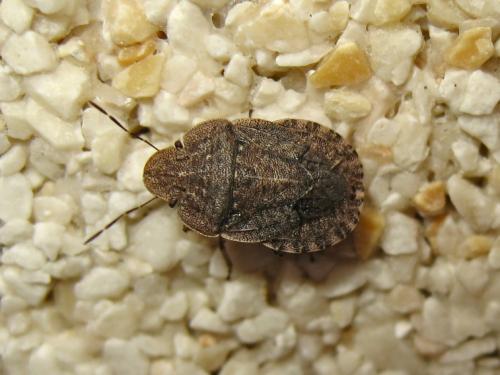 Sciocoris homalonotus