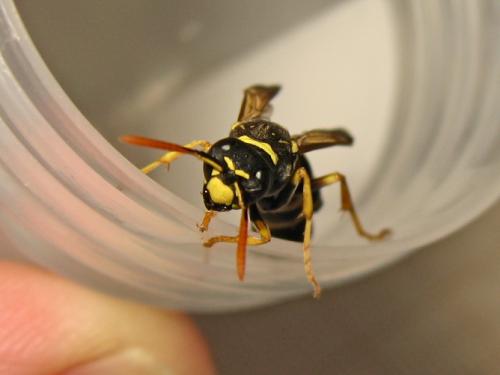 Polistes dominula