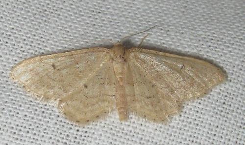 Idaea belemiata