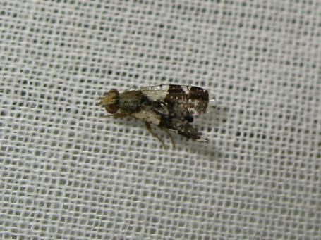 Tephritis formosa
