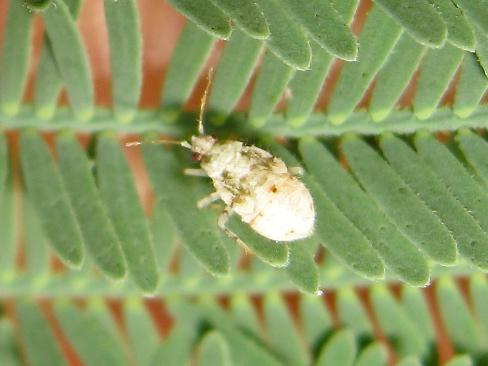 Réf. 188 765 : Deraeocoris lutescens