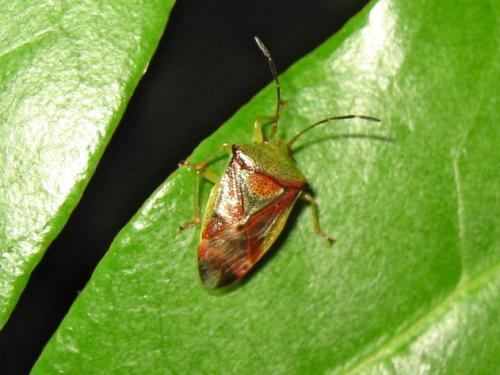 Réf. 188 762 : Elasmostethus interstinctus