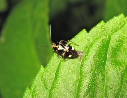 Liocoris tripustulatus