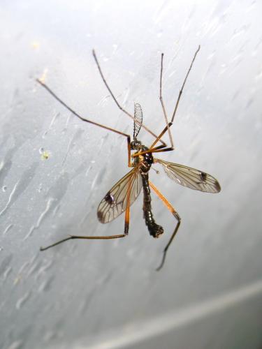 Dictenidia bimaculata