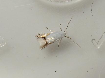 Leucoptera laburnella