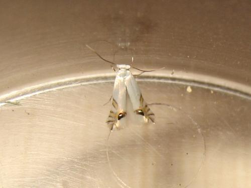 Leucoptera laburnella