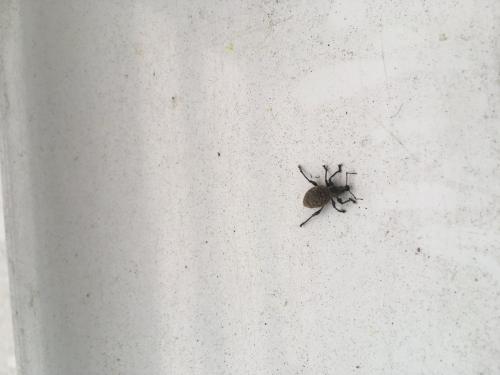 Otiorhynchus sp.