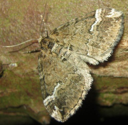 Perizoma lugdunaria