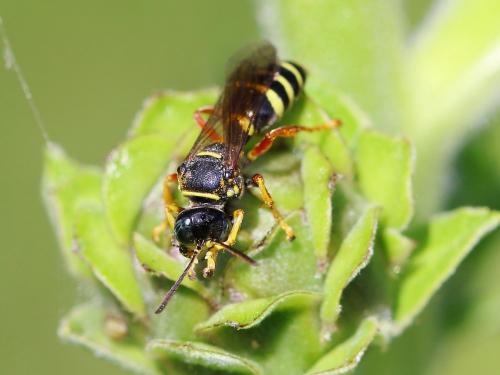 Gorytes quinquecinctus