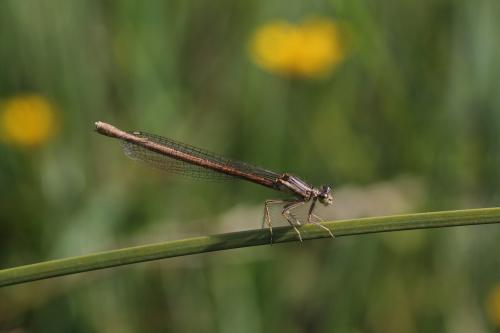 Platycnemis acutipennis