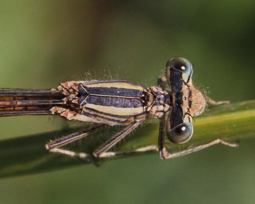 Réf. 188 720 : Platycnemis acutipennis