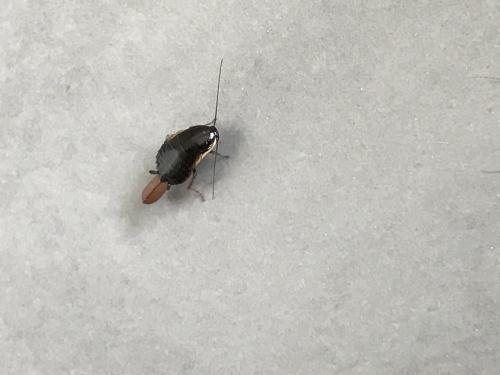 Loboptera canariensis