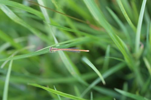 Réf. 188 750 : Platycnemis acutipennis