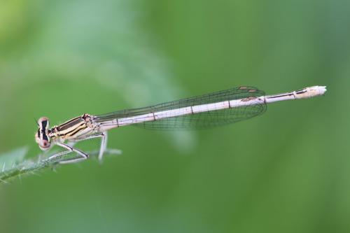 Platycnemis pennipes