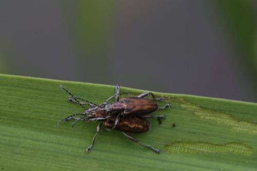 Réf. 188 249 : Donacia marginata