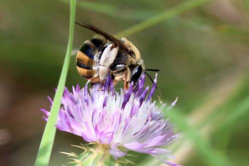 Eucera sp.