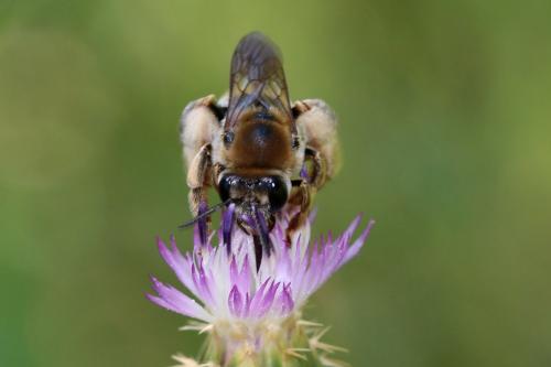 Eucera sp.
