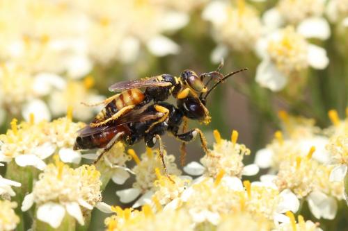 Dinetus pictus