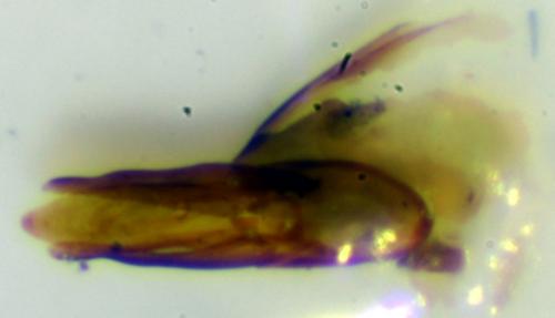 Réf. 188 063 : Riolus subviolaceus